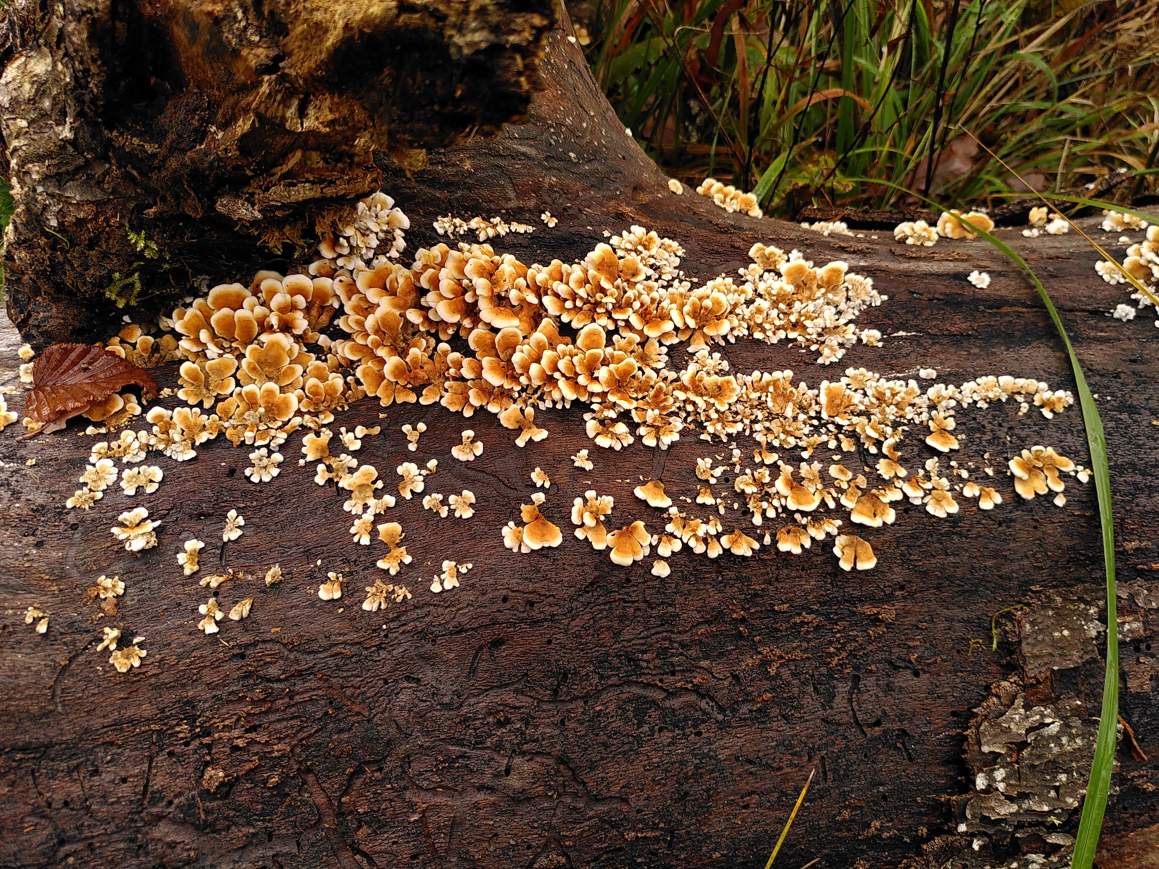 Herbstzeit, Pilzzeit